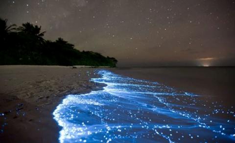 # Chasing Starlight: Bioluminescent Wonders and Da...