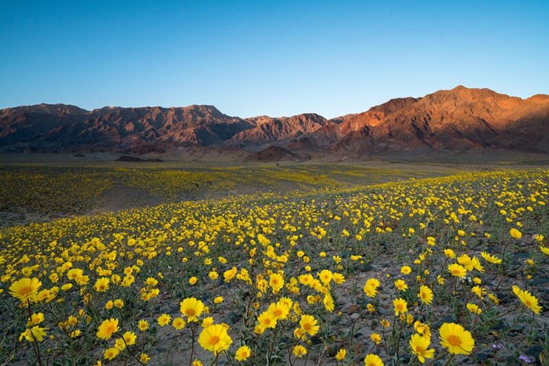 # Chasing Ephemeral Blooms and Desert Sounds: Phot...