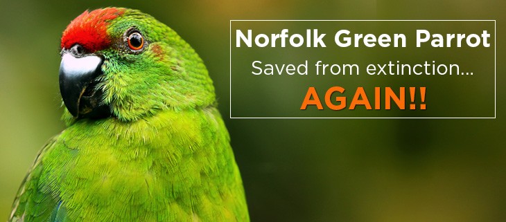 Norfolk Island Green Parrot