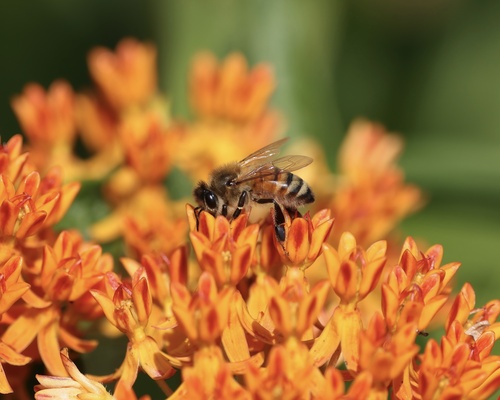 Beyond Bees: Inviting the Unsung Heroes of Poll...