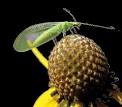 Attract the Good Bugs: A Homestead Guide to Nat...
