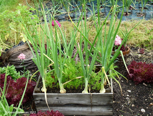 A close-up image of carrots growing with sprigs of rosemary planted between them, illustrating the proximity needed for effective pest control.