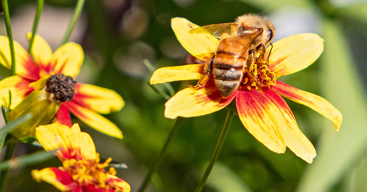 Bee in Coreopsis