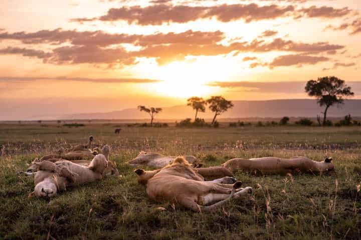 # Whispers of the Mara: A Wildlife Photographer's...