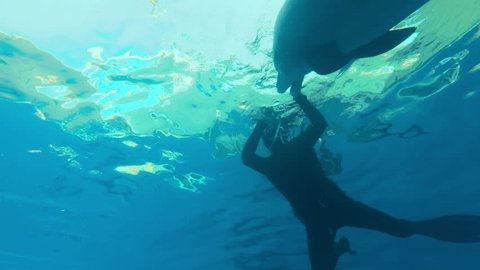 Freediving with dolphins in Bimini, Bahamas