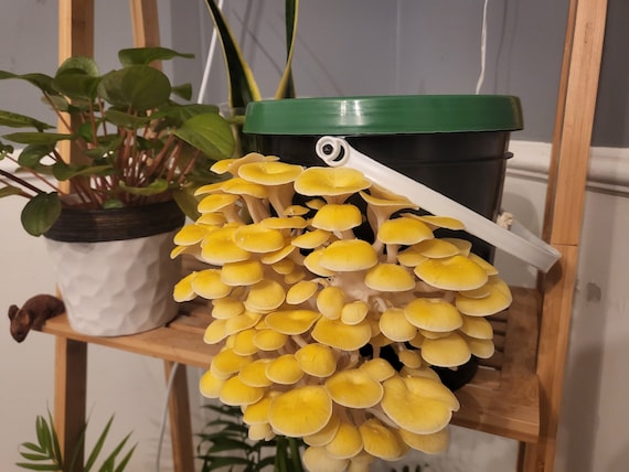 Unearthing Flavor: A Beginner's Guide to Growin...