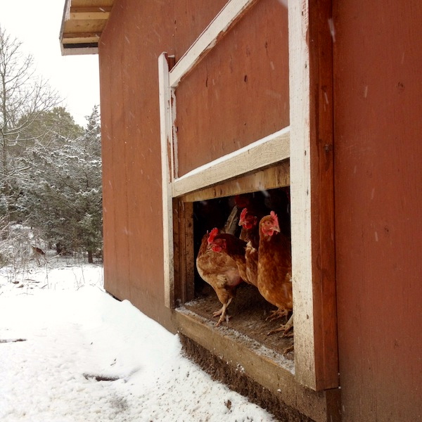 cozy chicken coop colorful chickens inside
