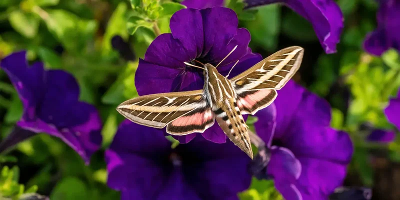 close-up of a hummingbird moth feeding on nectar