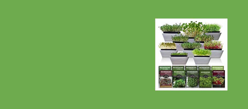 Microgreens