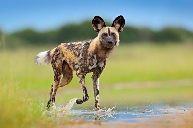 Jabari observing a pack of African wild dogs (painted wolves) on a hunt, their coordinated movements displaying the raw energy of the chase.
