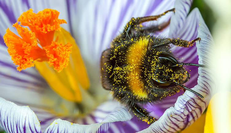 close up of native flower and insect