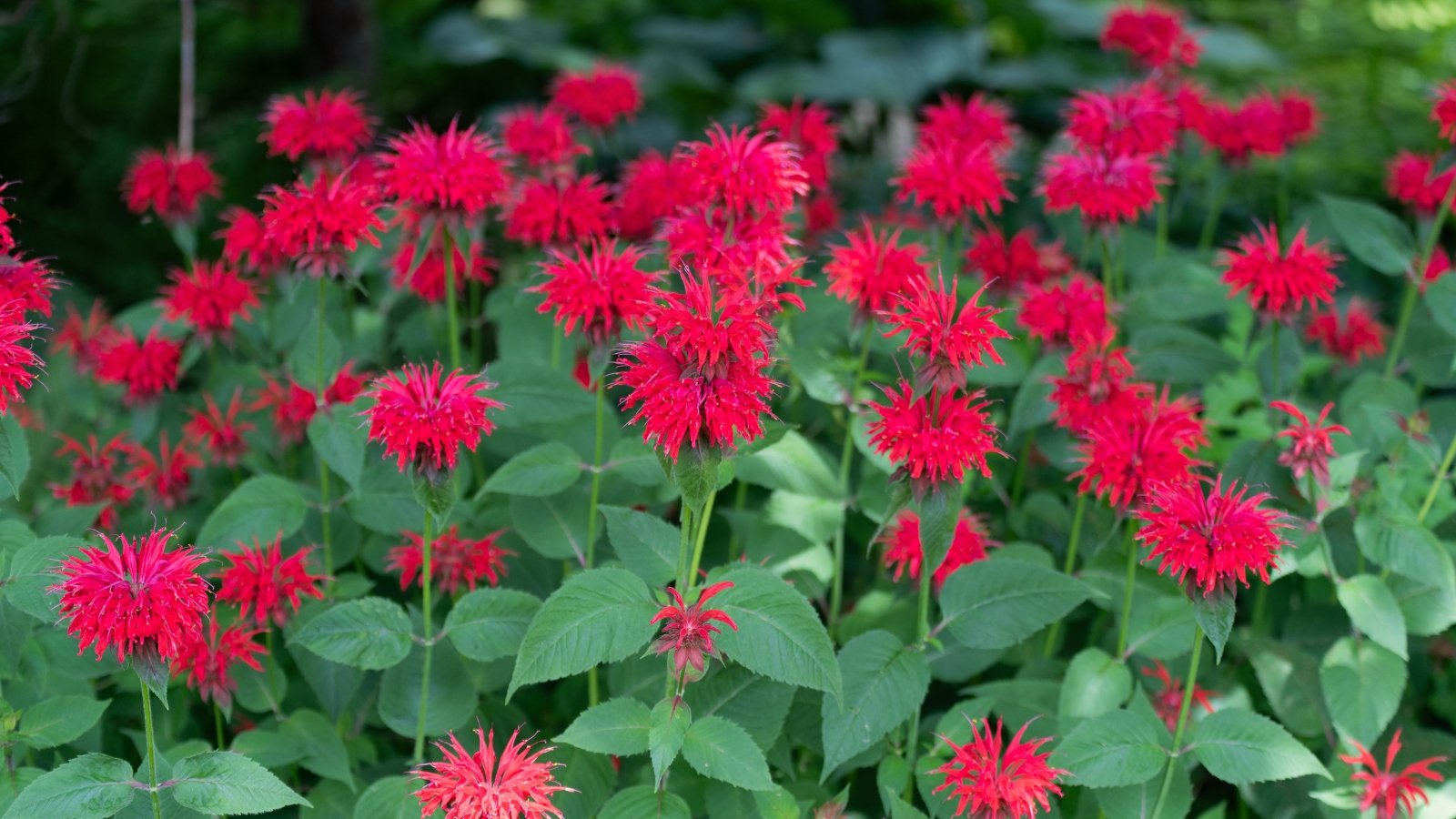 A lush garden bed with diverse native plants, showcasing a variety of colors and textures