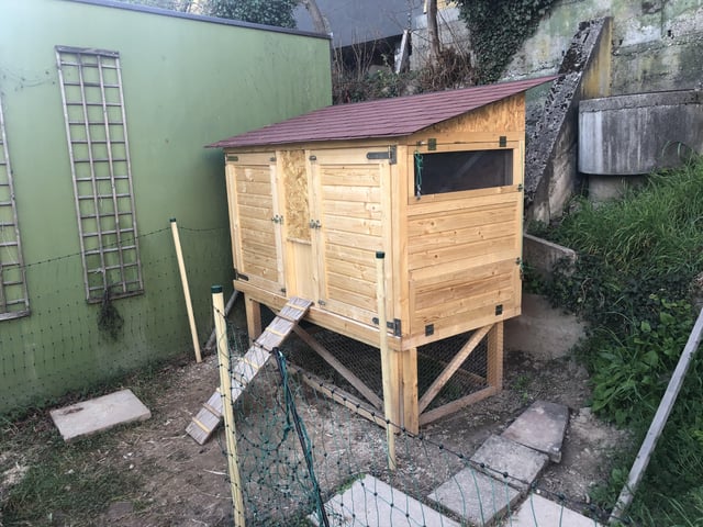 Chickens happily exploring their run