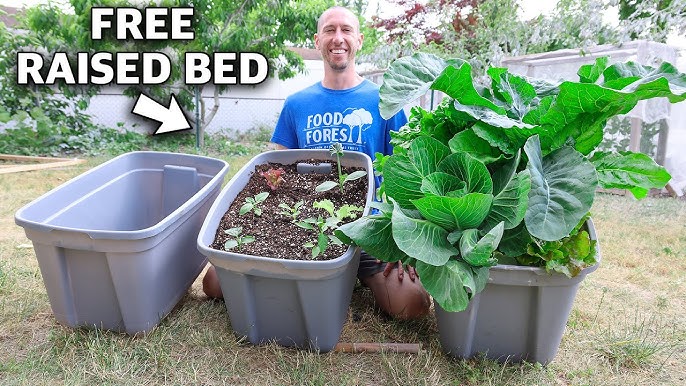 From Seed to Supper: A Beginner's Guide to Grow...