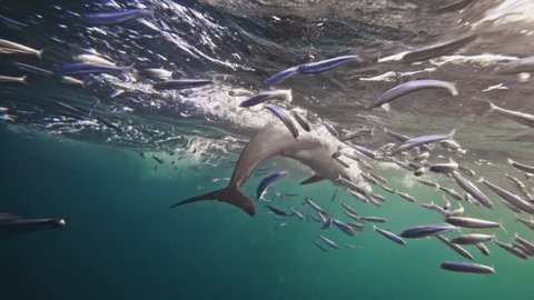 Great White Sharks in Natural Environment