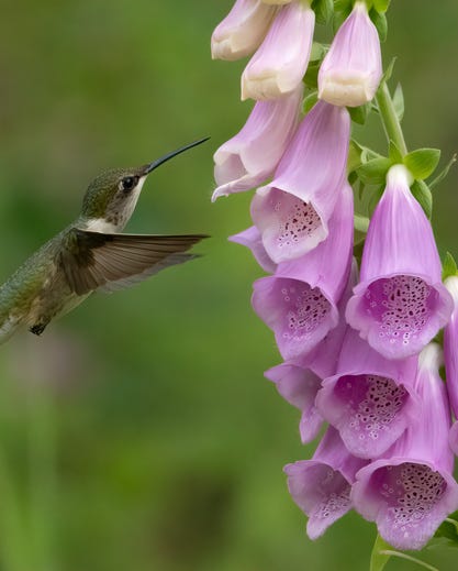 Hummingbird Oasis: Crafting a Backyard Paradise...