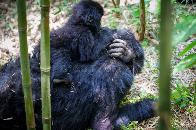 # Rwanda's Gentle Giants: A Sustainable Gorilla Tr...