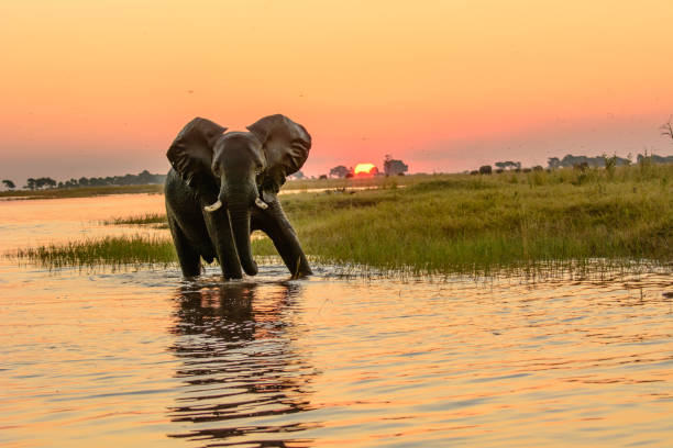 Elephants drinking and bathing in the Chobe River during sunset