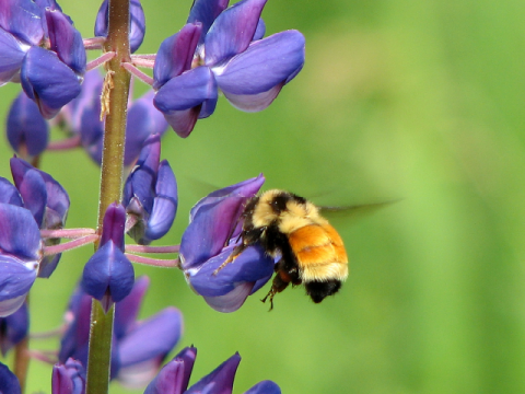 Backyard Biodiversity Boost: 5 Native Plants to...