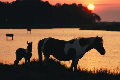 # Assateague Adventures: Sun, Sand, and Sustainabl...