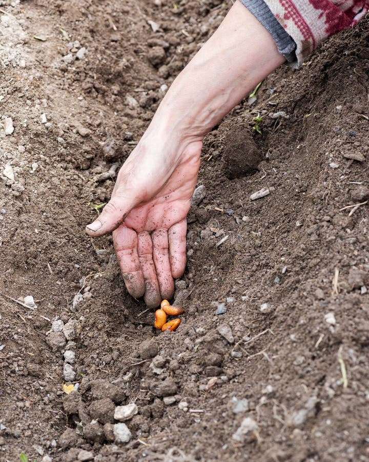happy gardener showing off healthy soil in hands