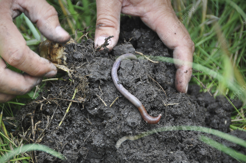 A close-up image showcasing earthworms in healthy soil. Earthworms are essential indicators of healthy soil, playing a key role in aeration, nutrient cycling, and decomposition.