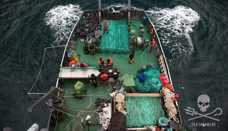 Rough seas and determined crew members searching for gillnets from aboard a Sea Shepherd vessel.