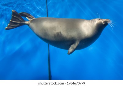 A scenic view of Lake Baikal's icy landscape, showcasing its vastness and crystal-clear ice.