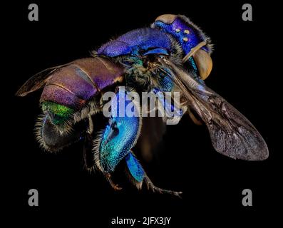 Kaieteur Falls sunset photo, showing golden light reflecting off mist