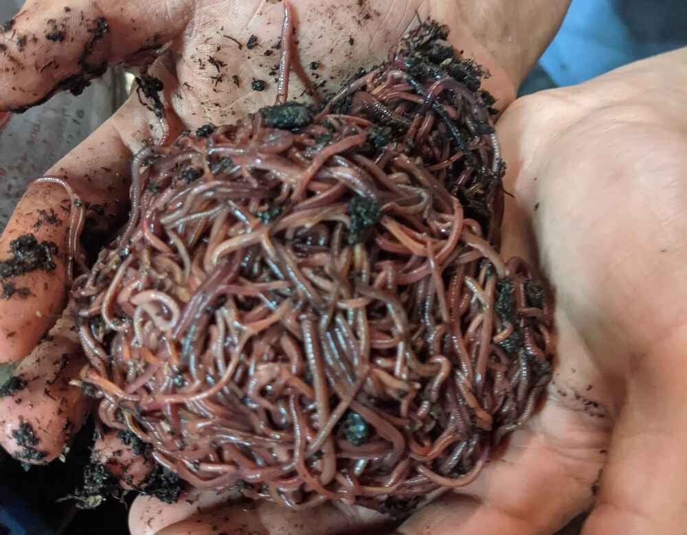 Close up of red wiggler worms in bedding