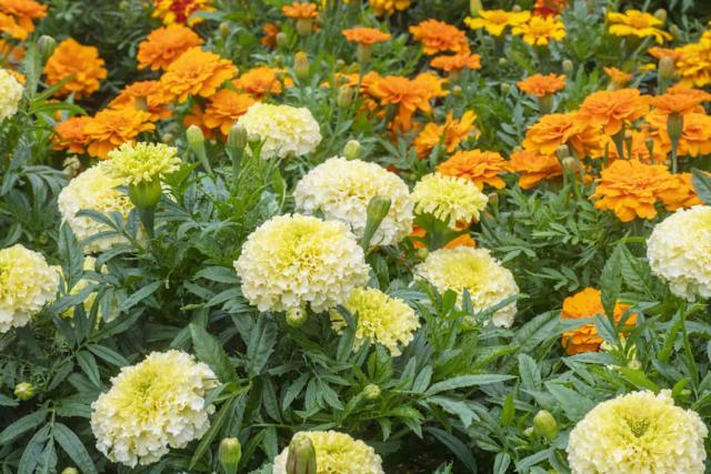 Naturally Pest-Free: Beginner's Guide to Compani...