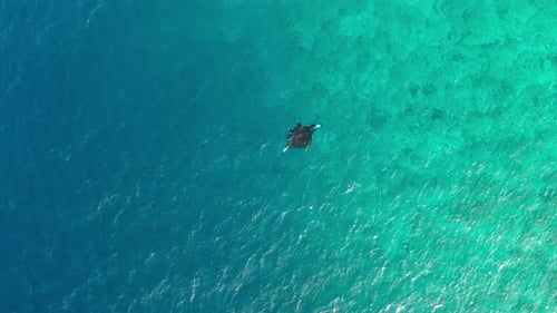 Baa Atoll Manta Rays