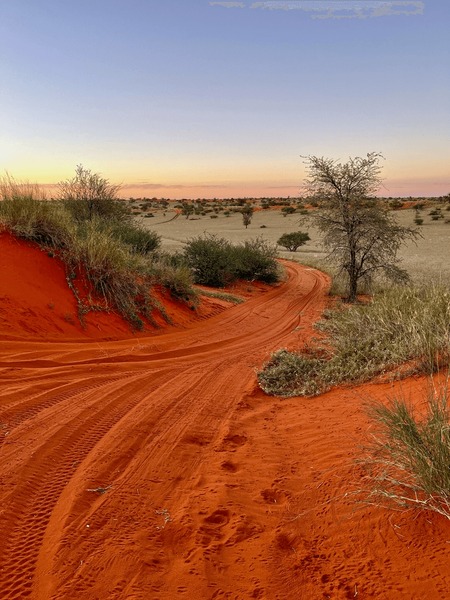 San Bushmen expertly tracking animal footprints in the sand