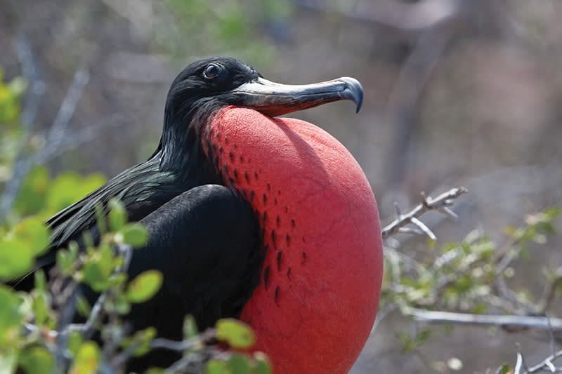 ## Galapagos Through a Lens: A Wildlife Photograph...