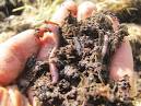 close-up worms eating vegetable scraps
