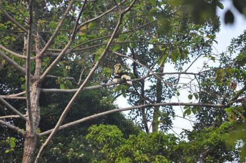The exterior of The Datai Langkawi, showing the resort nestled into the lush rainforest. The alt text describes the Datai's exterior nestled within the lush Langkawi rainforest, capturing its integration with nature.