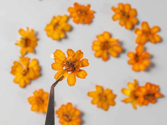 A traditional wooden flower press with pressed flowers inside. The image shows a classic method for pressing flowers, with screws tightened on the sides to apply pressure.