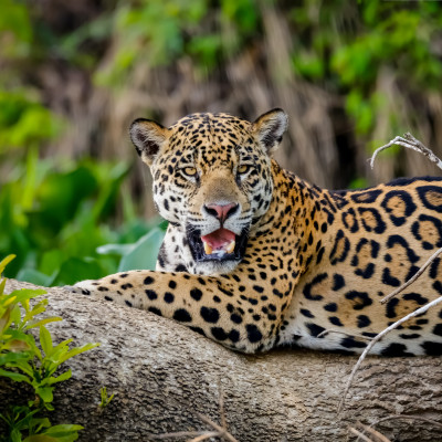 Magnificent Jaguar