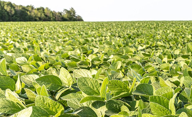 View of broadleaf herbicides