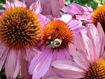 A bumblebee covered in pollen on a vibrant flower