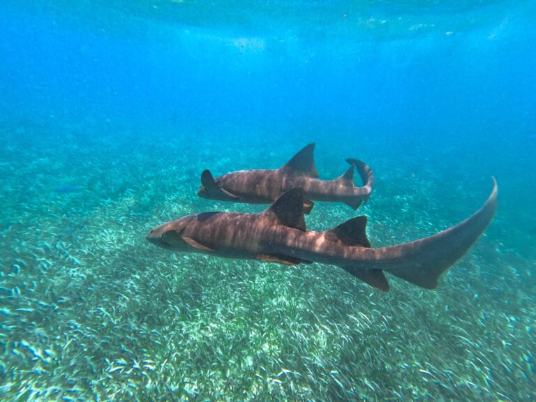Snorkeling with nurse sharks in Ambergris Caye, Belize