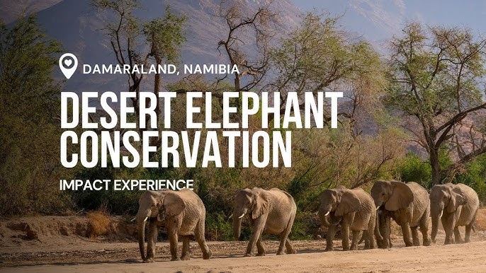 A desert-adapted elephant walking through the arid landscape of Damaraland, showcasing the animal's size and the region's unique environment.