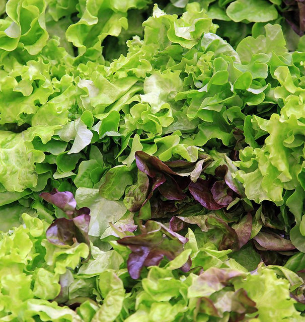 Image of Eazy Leaf Blend lettuce
