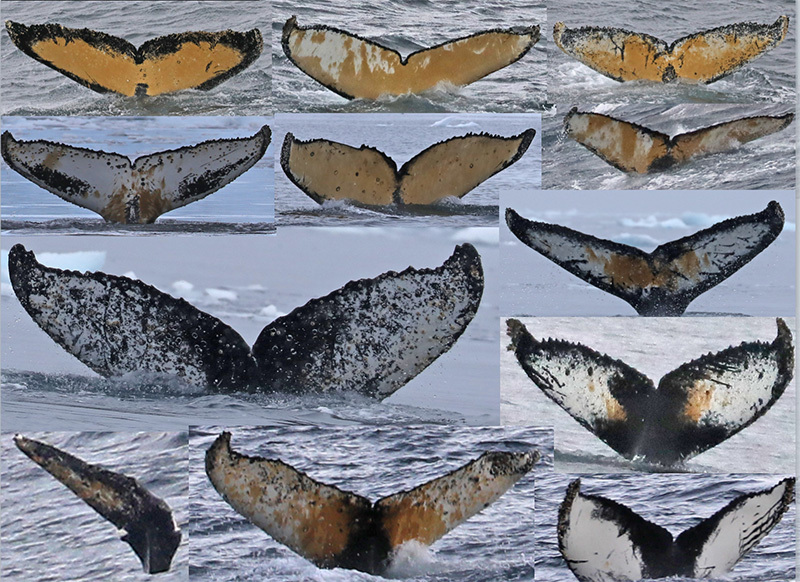 # Discovering the Soul of São Tomé and Príncipe: A...