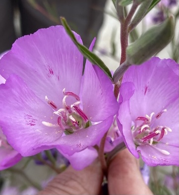Beyond the Bee: Attracting Lesser-Known Pollina...