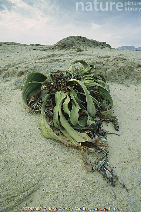 Aerial view of the Eduard Bohlen shipwreck