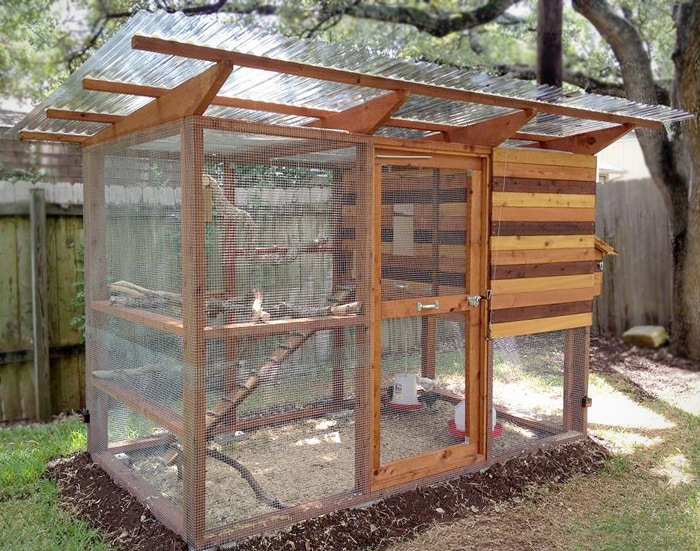 A happy homesteader with her chickens in front of a DIY coop