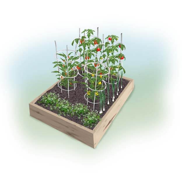 Image of salsa garden planting plan