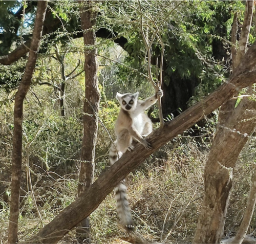Tsingy de Bemaraha Landscape