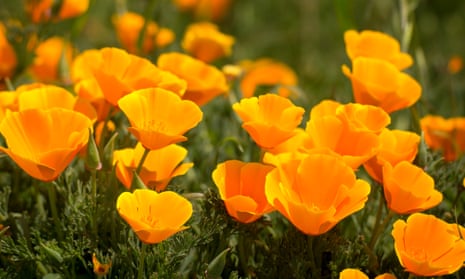 Beyond Blooms: Creating a Pollinator Haven with...